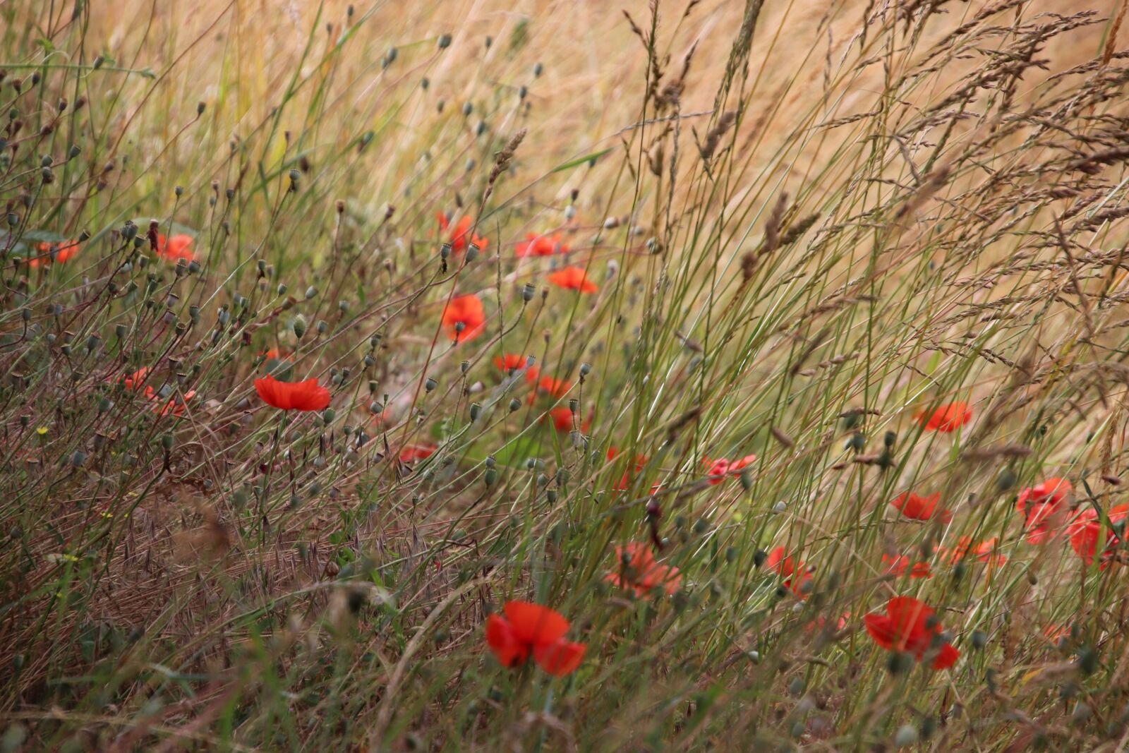 Canon EOS 800D (EOS Rebel T7i / EOS Kiss X9i) sample photo. Poppies, flowers, red photography