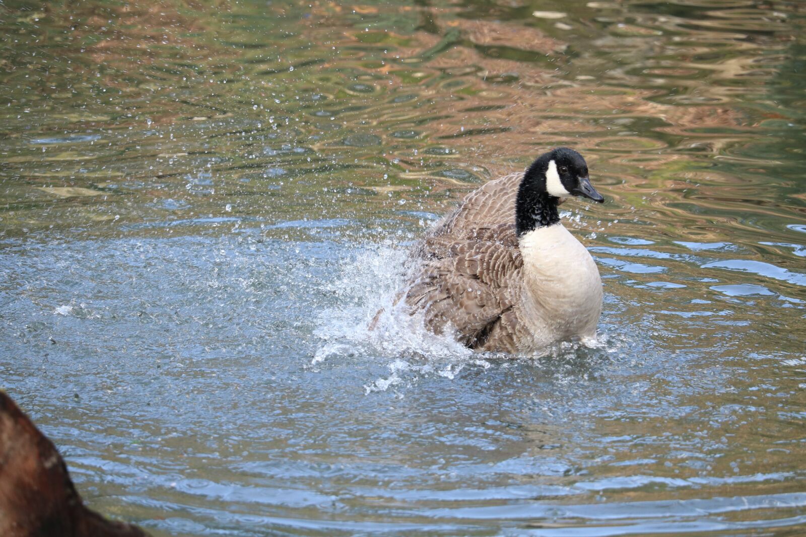Canon EOS 750D (EOS Rebel T6i / EOS Kiss X8i) sample photo. Waters, bird, nature photography