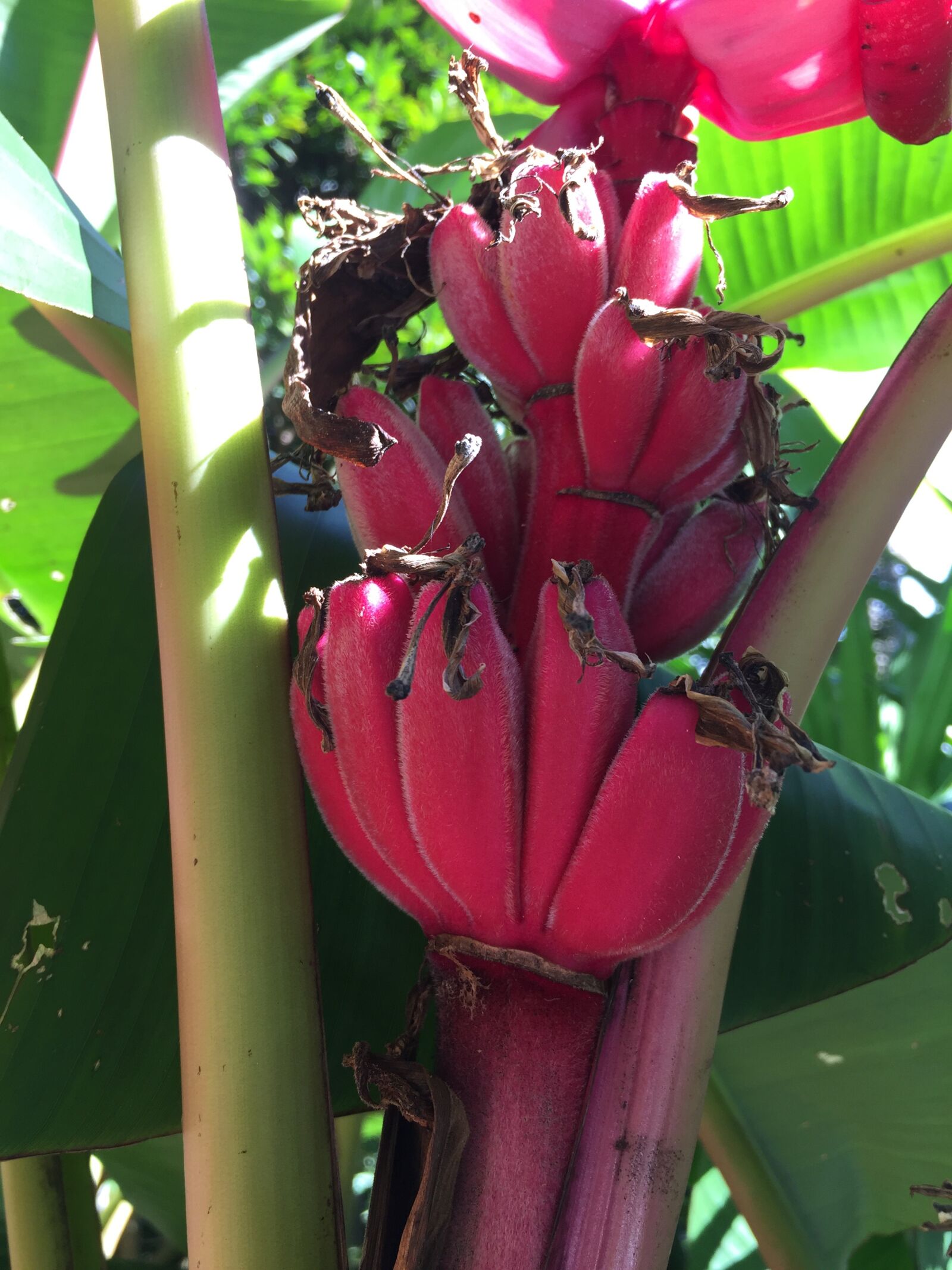 iPhone 6 back camera 4.15mm f/2.2 sample photo. Banana, plants, pink photography