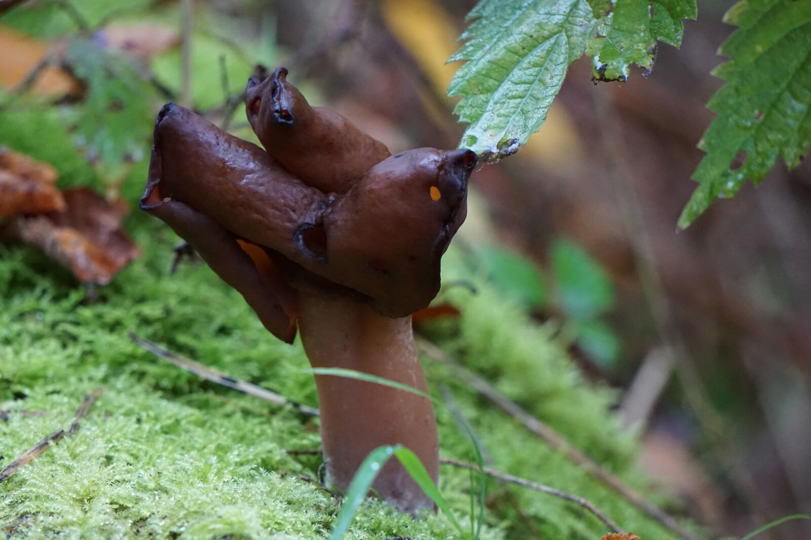 Sony E 55-210mm F4.5-6.3 OSS sample photo. Mushroom, forest, nature photography