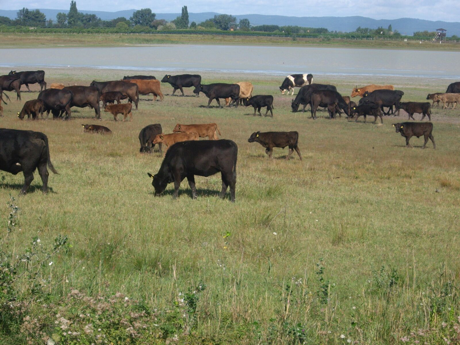 Pentax OPTIO T10 sample photo. Herd of cattle, burgenland photography