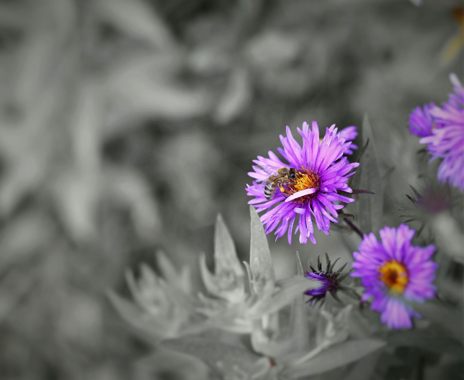 Canon EOS 40D sample photo. Bee, flower, nature photography