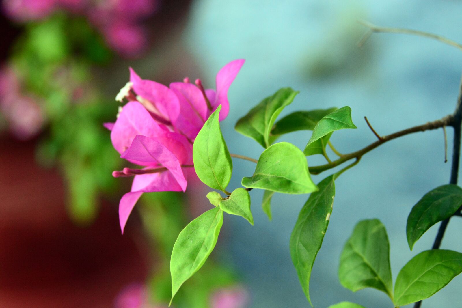 Nikon D7100 sample photo. Flower, pink, floral photography