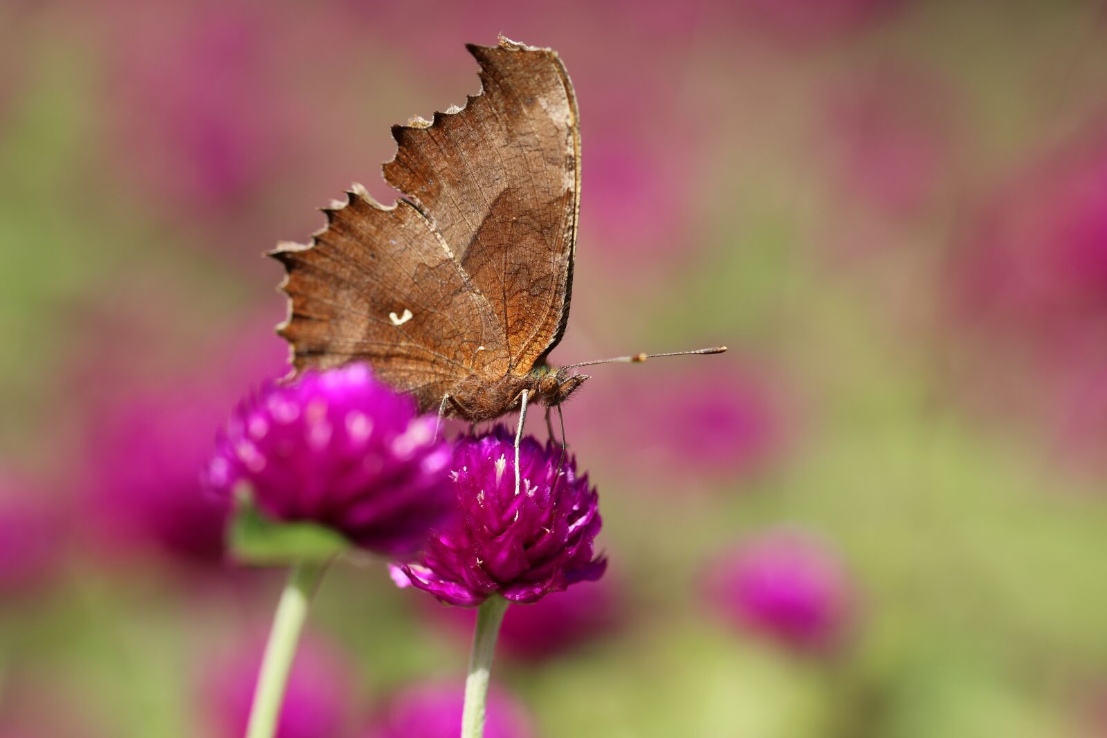Canon EOS 7D Mark II sample photo. Butterfly, flower, pollinate photography