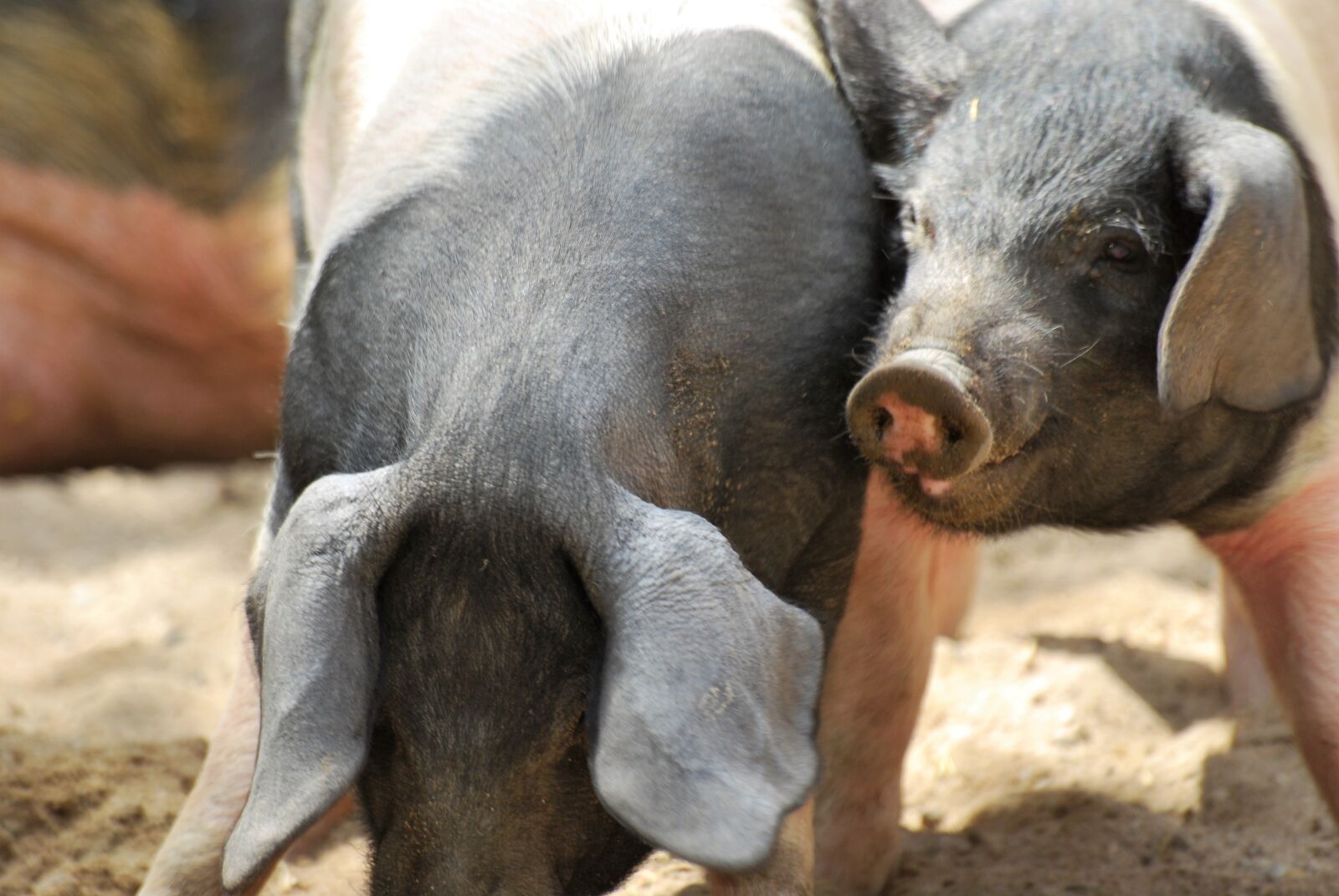 Nikon D60 sample photo. Pig, saddleback, agriculture photography
