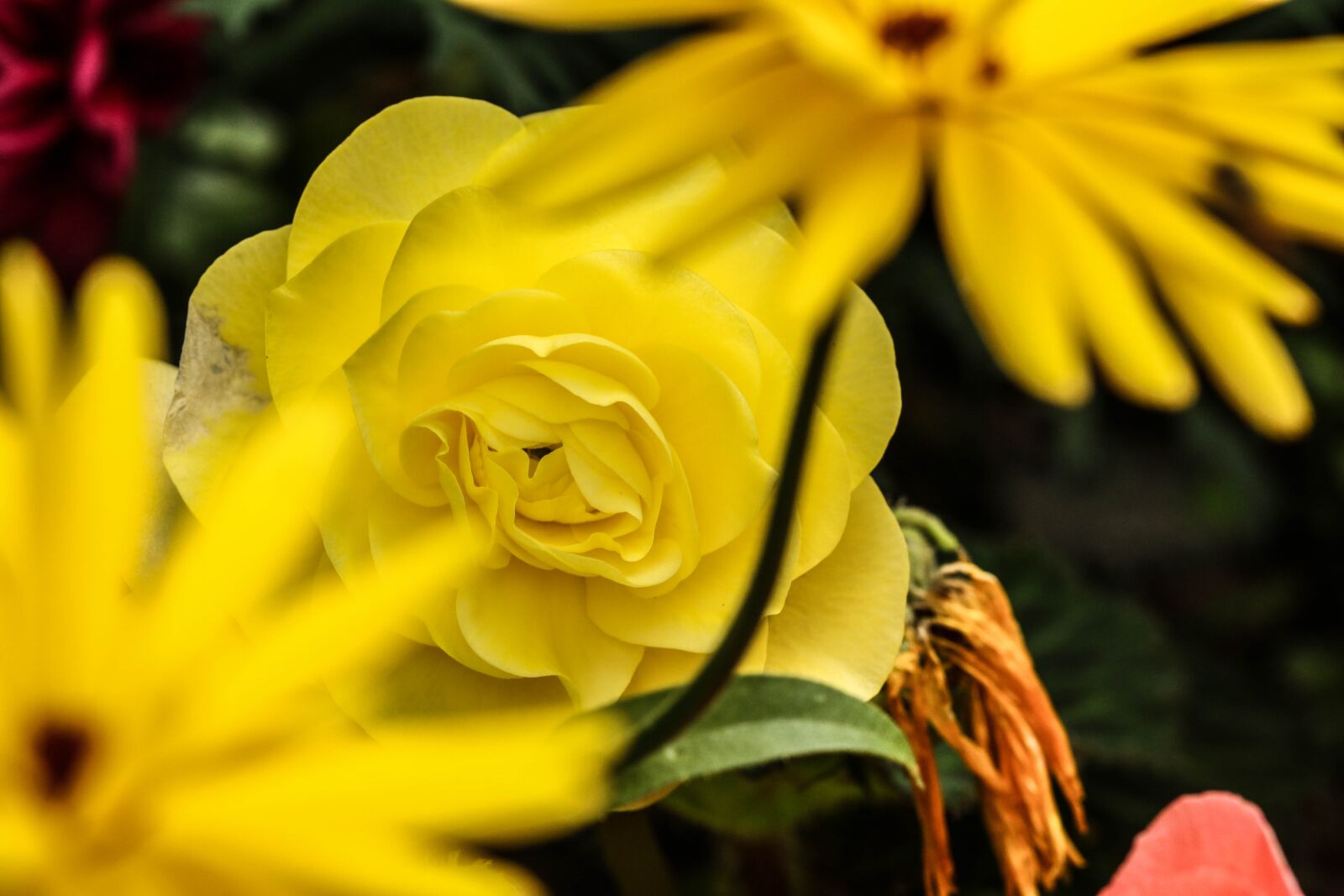 Canon EOS 7D Mark II sample photo. Flower, rose, yellow photography