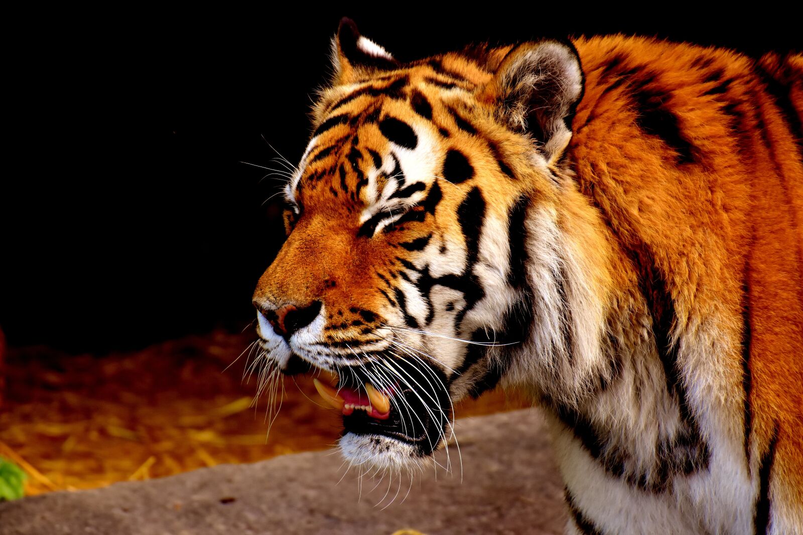 Nikon D7200 sample photo. Tiger, predator, fur photography