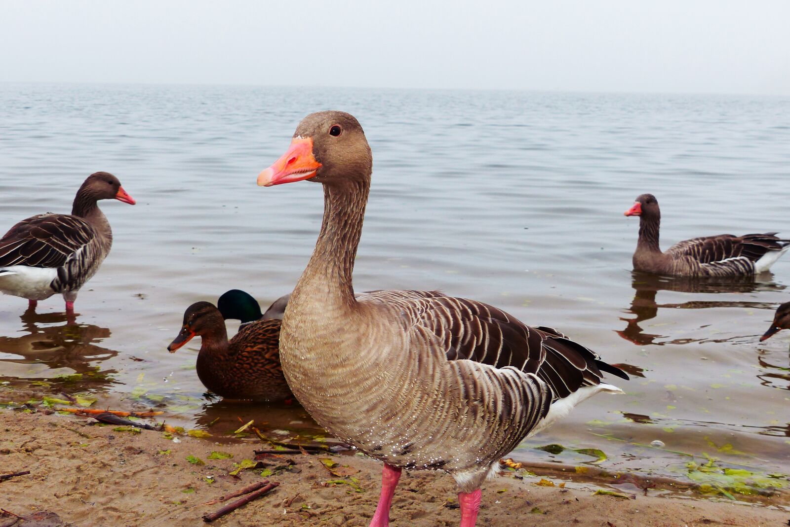 Panasonic Lumix DMC-FZ200 sample photo. Goose grey goose, water photography