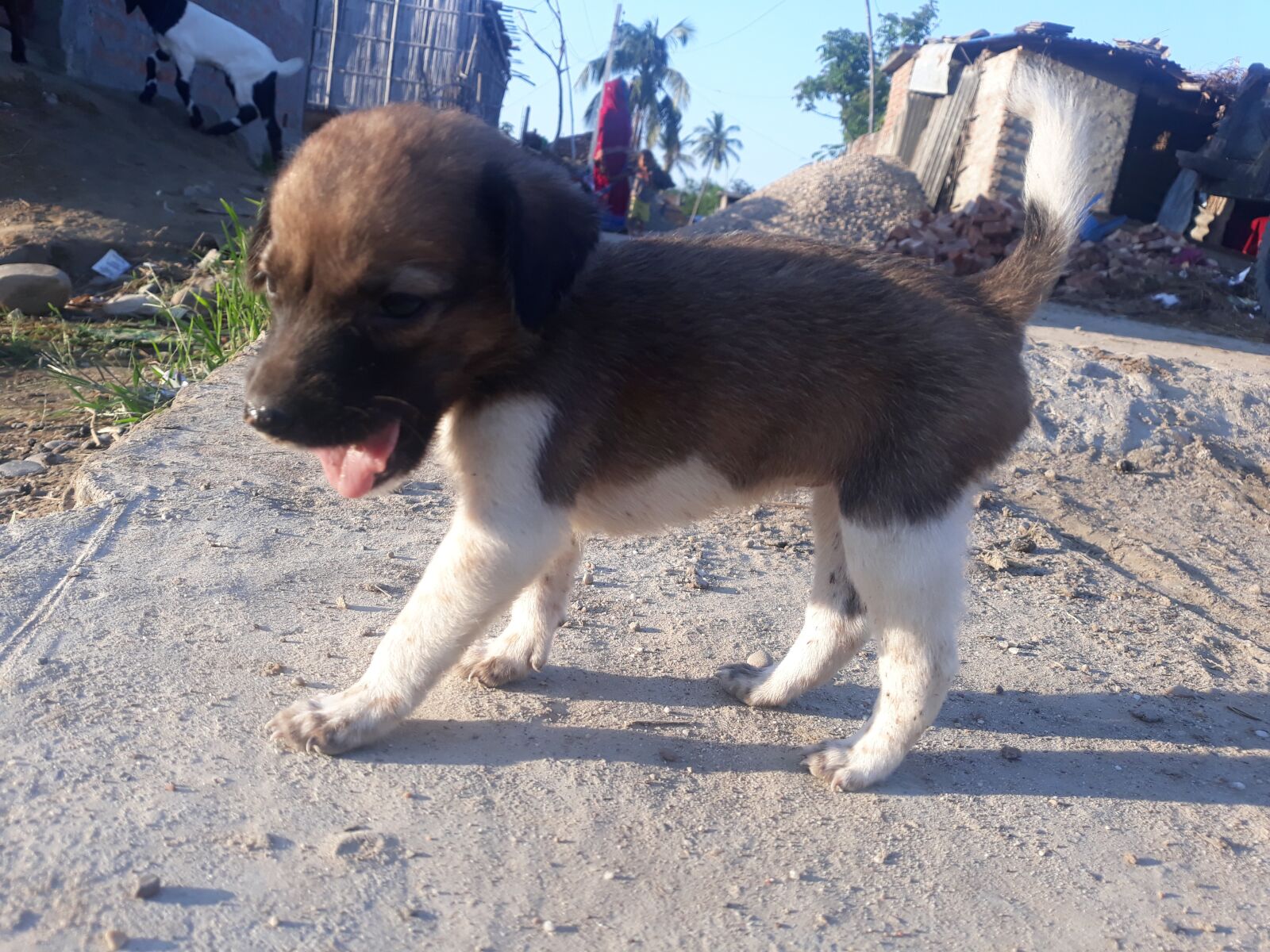 Samsung Galaxy J7 sample photo. Puppy, dog, cute puppy photography