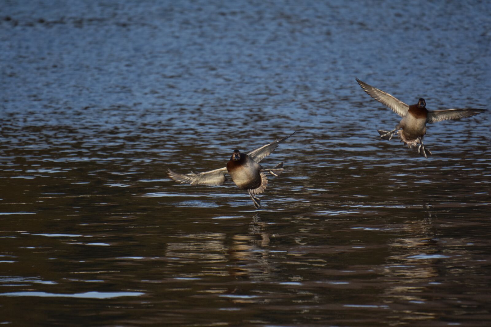 Nikon D7200 sample photo. Animal, lake, waterside photography