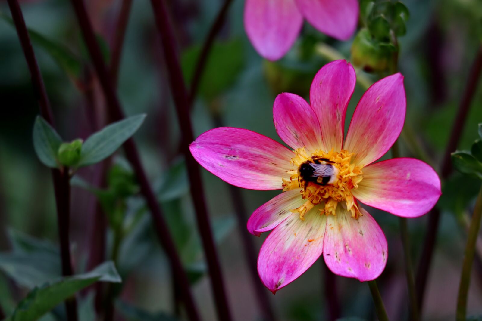 Canon EOS M50 (EOS Kiss M) sample photo. Dahlia, hummel, blossom photography