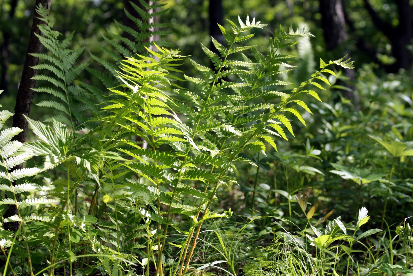 Canon EOS 650D (EOS Rebel T4i / EOS Kiss X6i) sample photo. Fern, grass, forest photography