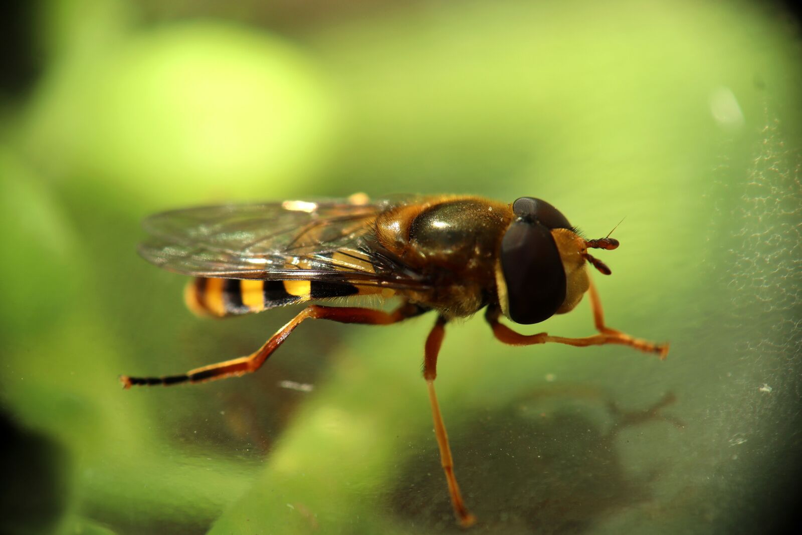 муха журчалка среда обитания. муха журчалка. журчалка шершень. муха и пчела. мушка пчела.