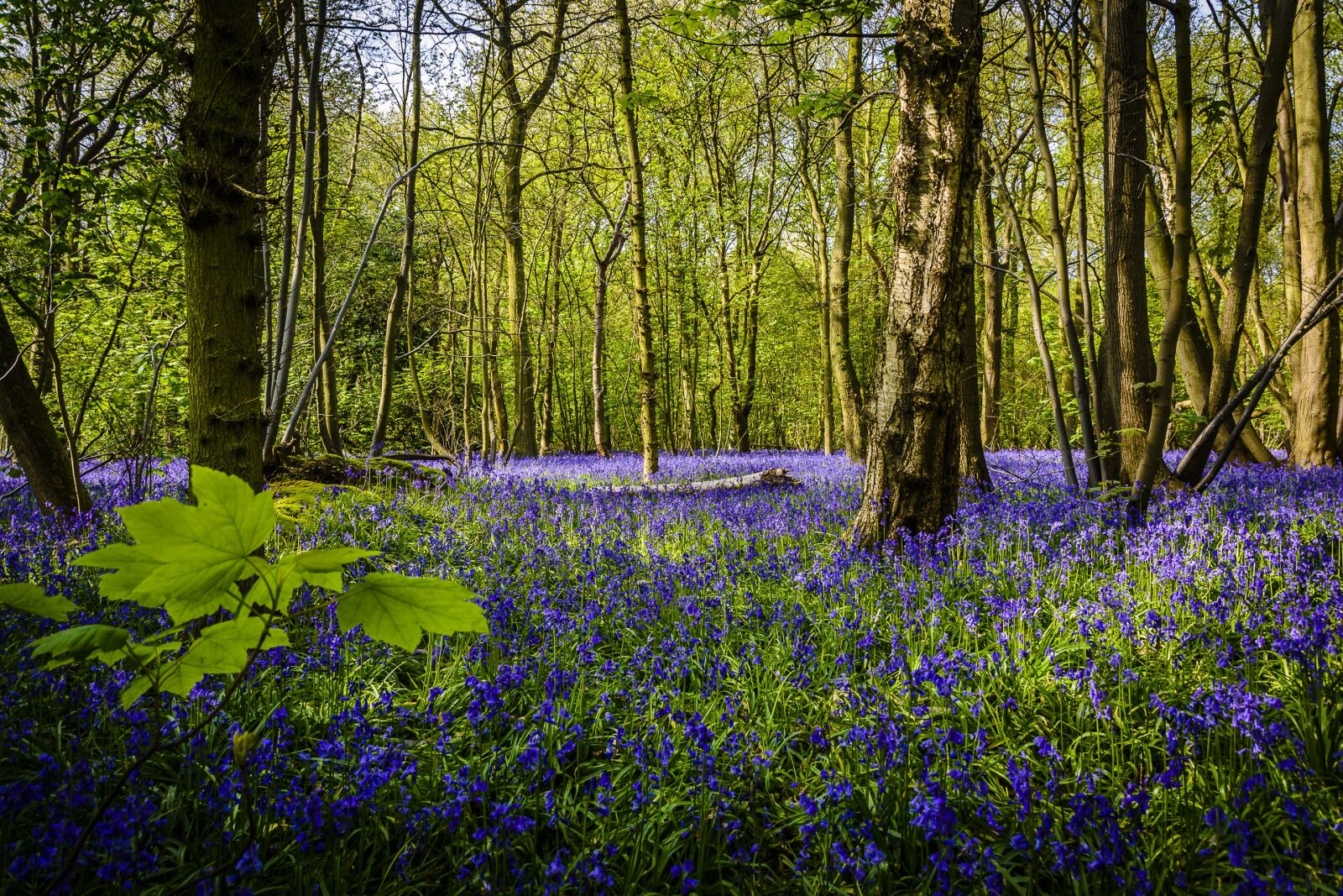 Nikon D7200 sample photo. Flower, bluebell, spring photography