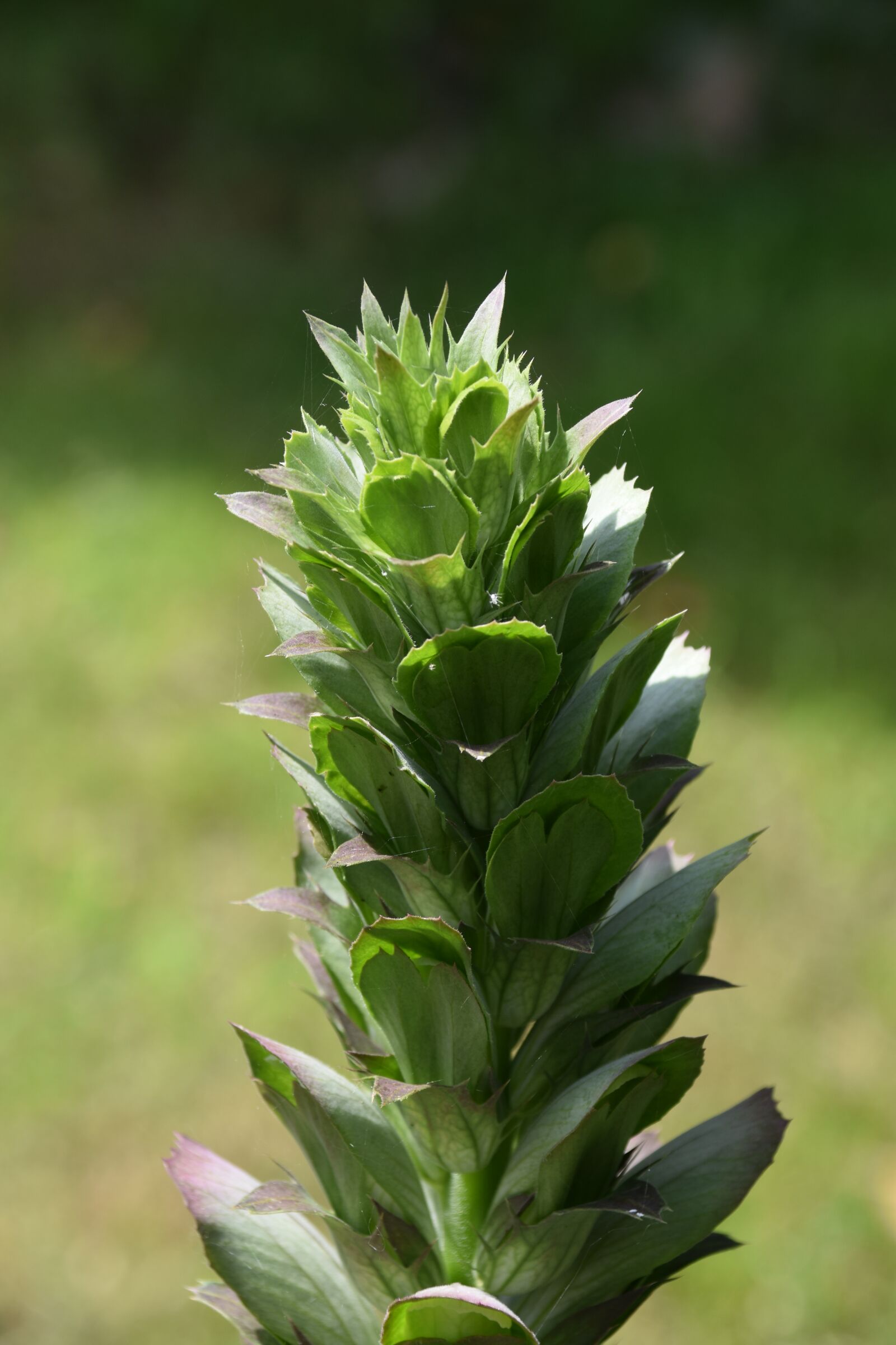 Nikon D5600 sample photo. Plant, flowers, bloom photography