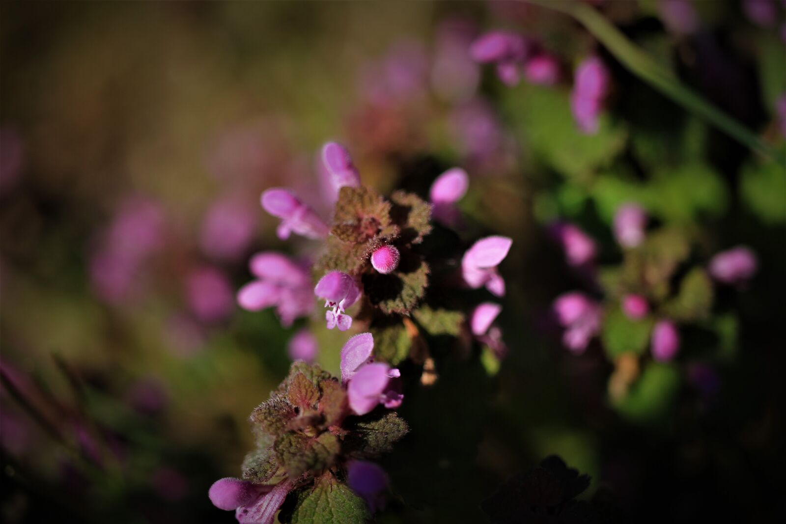 Canon EOS 7D sample photo. Stinging nettle, dead nettle photography