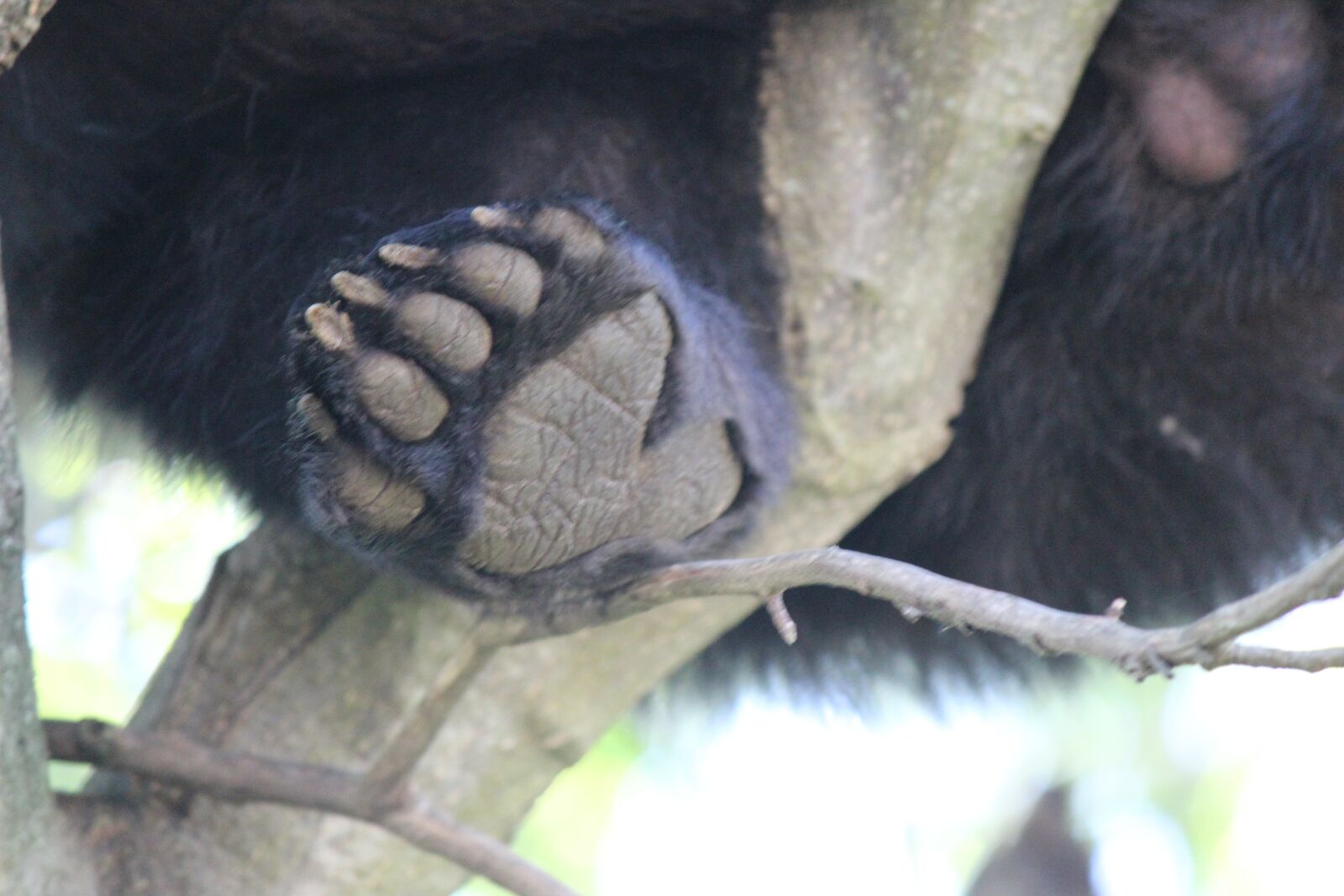 Canon EOS 600D (Rebel EOS T3i / EOS Kiss X5) + Canon EF-S 55-250mm F4-5.6 IS II sample photo. Bear, paw, tree photography
