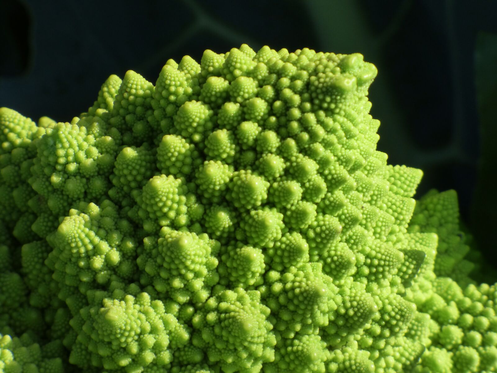 Panasonic Lumix DMC-FZ70 sample photo. Broccoli, spiral, fractal photography
