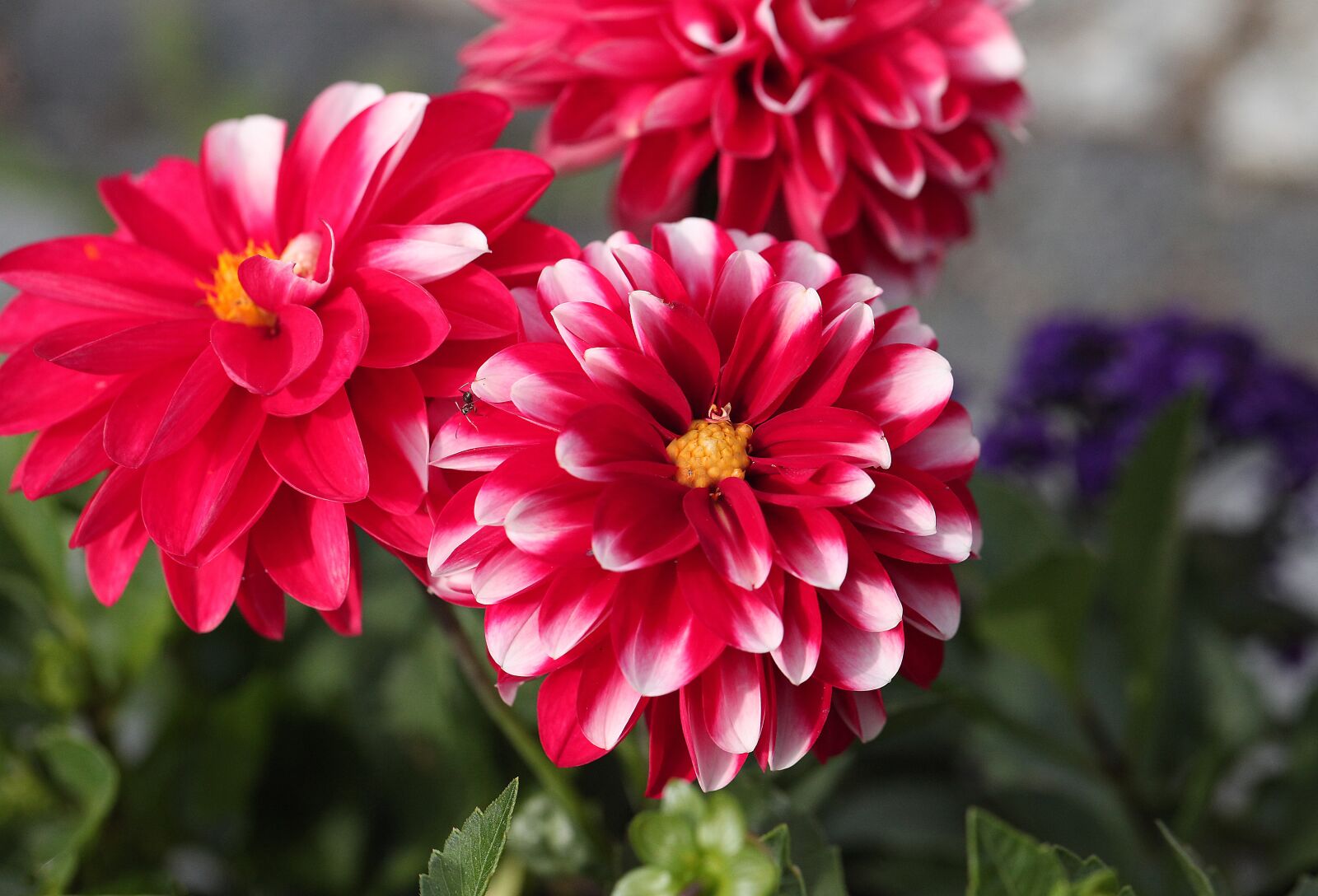 Canon EOS 5D Mark II sample photo. Flower, georgia, garden photography