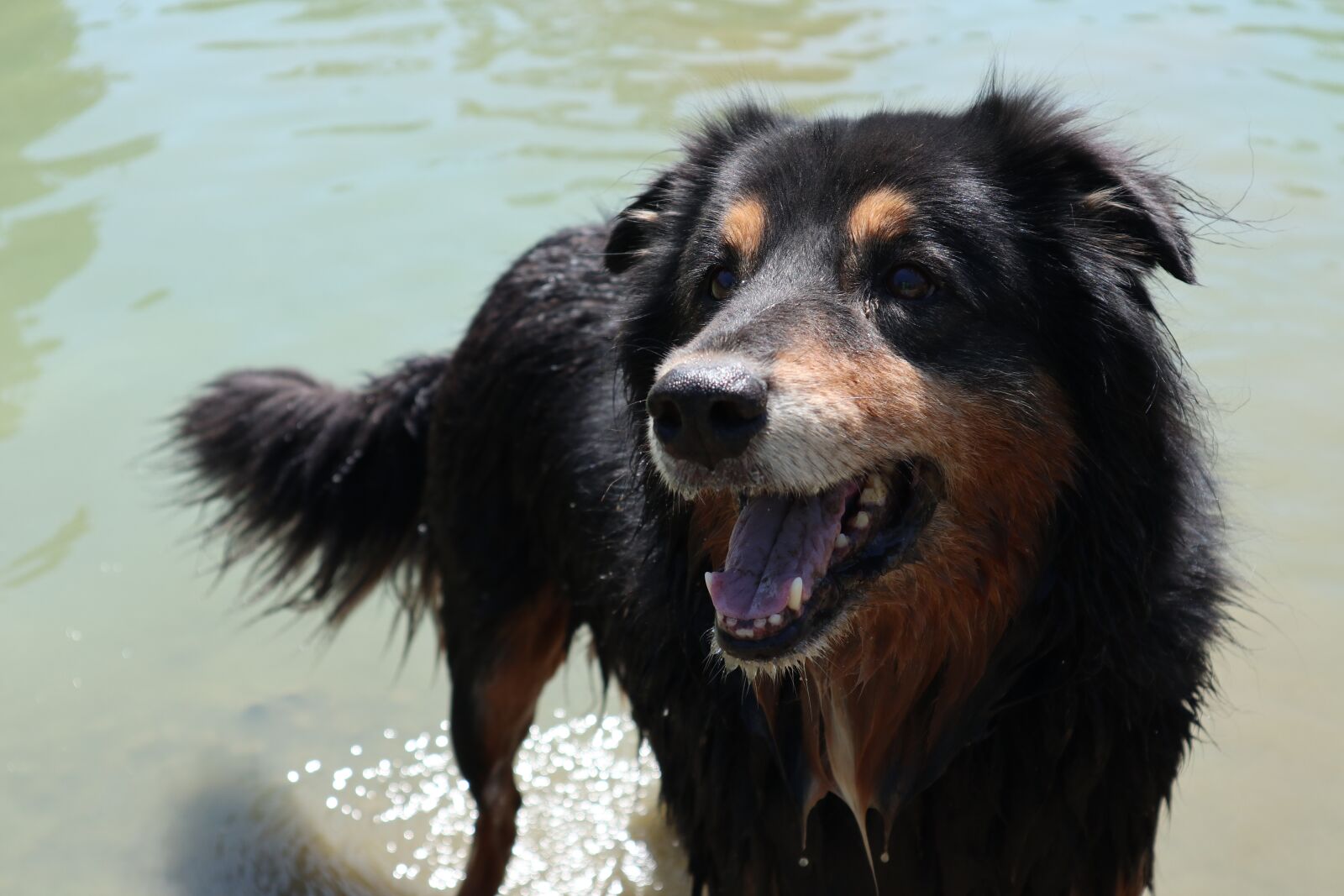 Canon EOS M6 + Canon EF-M 15-45mm F3.5-6.3 IS STM sample photo. Dog, water, pet photography