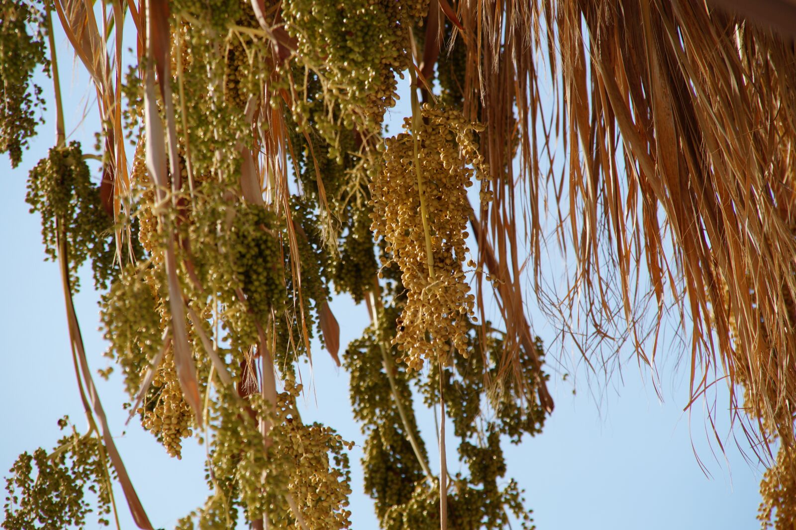 Sony SLT-A58 sample photo. Mallorca, tree, flower photography