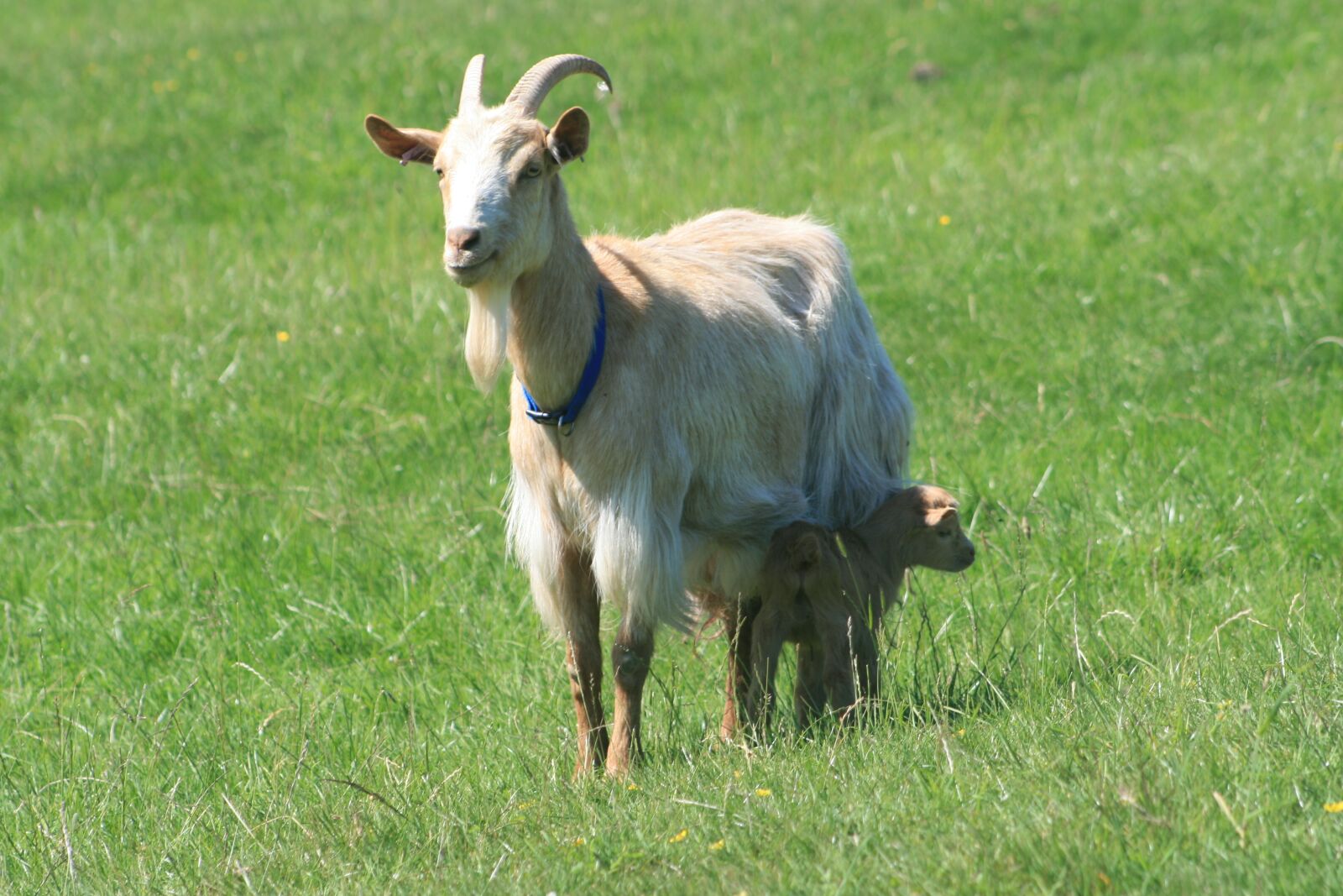 Canon EOS 400D (EOS Digital Rebel XTi / EOS Kiss Digital X) sample photo. Goat, golden guernsey goat photography