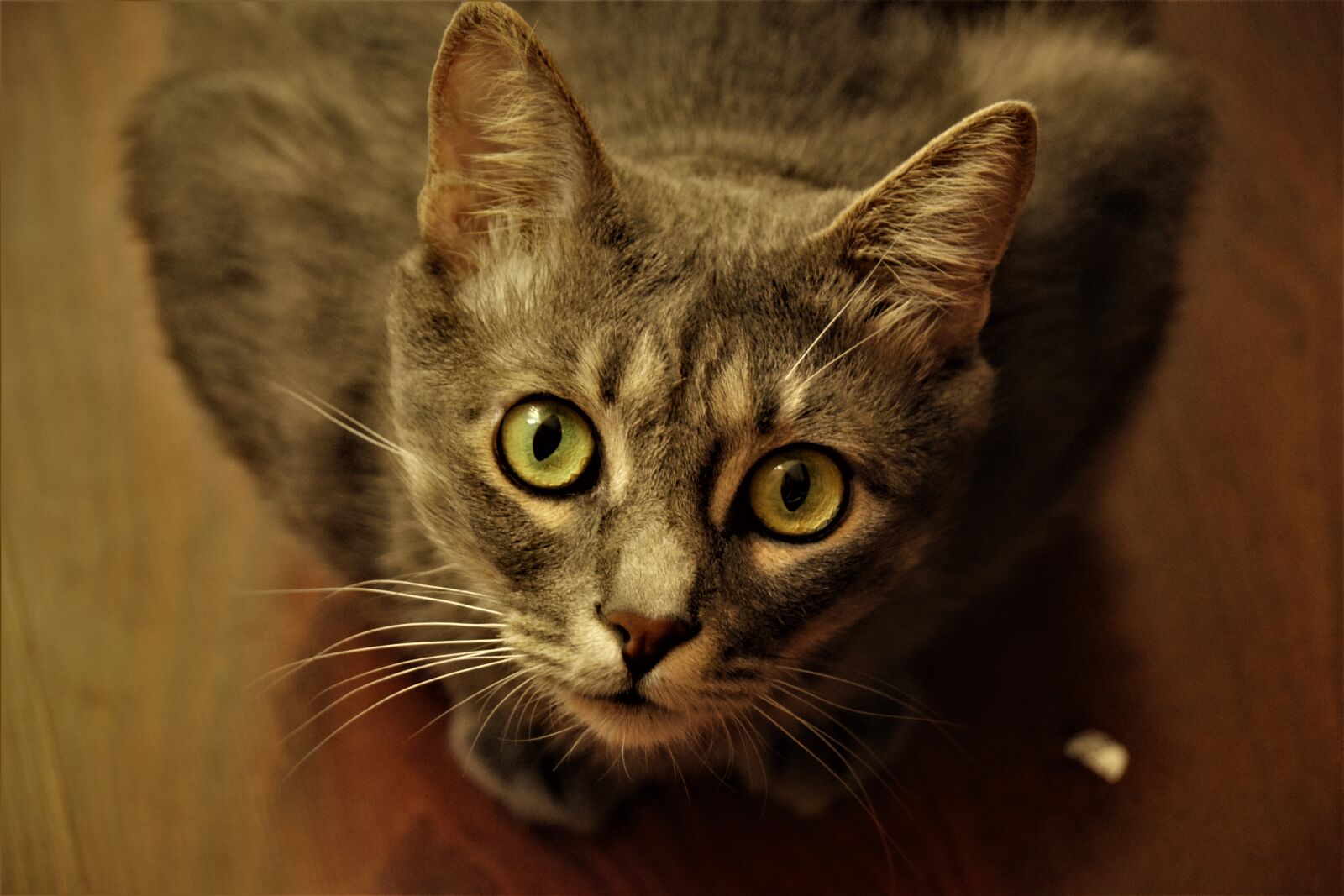 Nikon D3300 sample photo