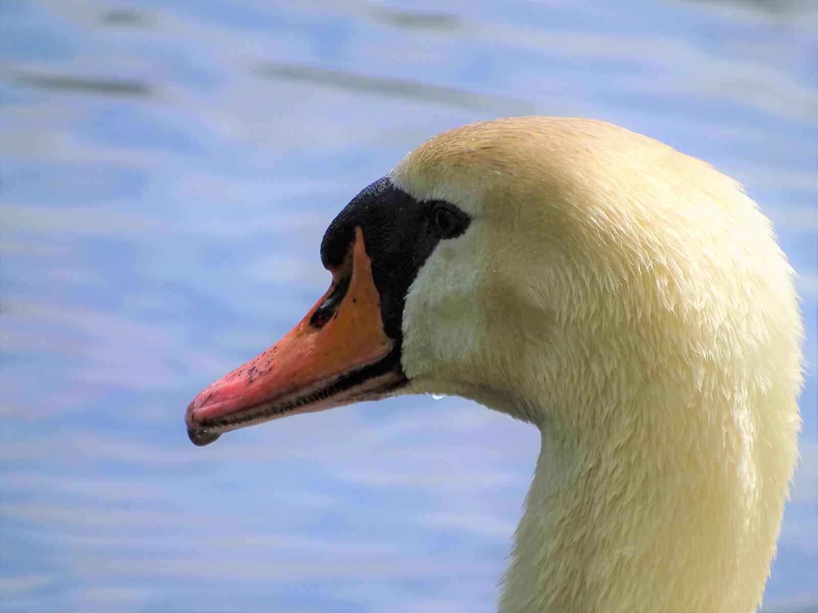 Sony Cyber-shot DSC-HX400V sample photo. Macro, swan, head photography