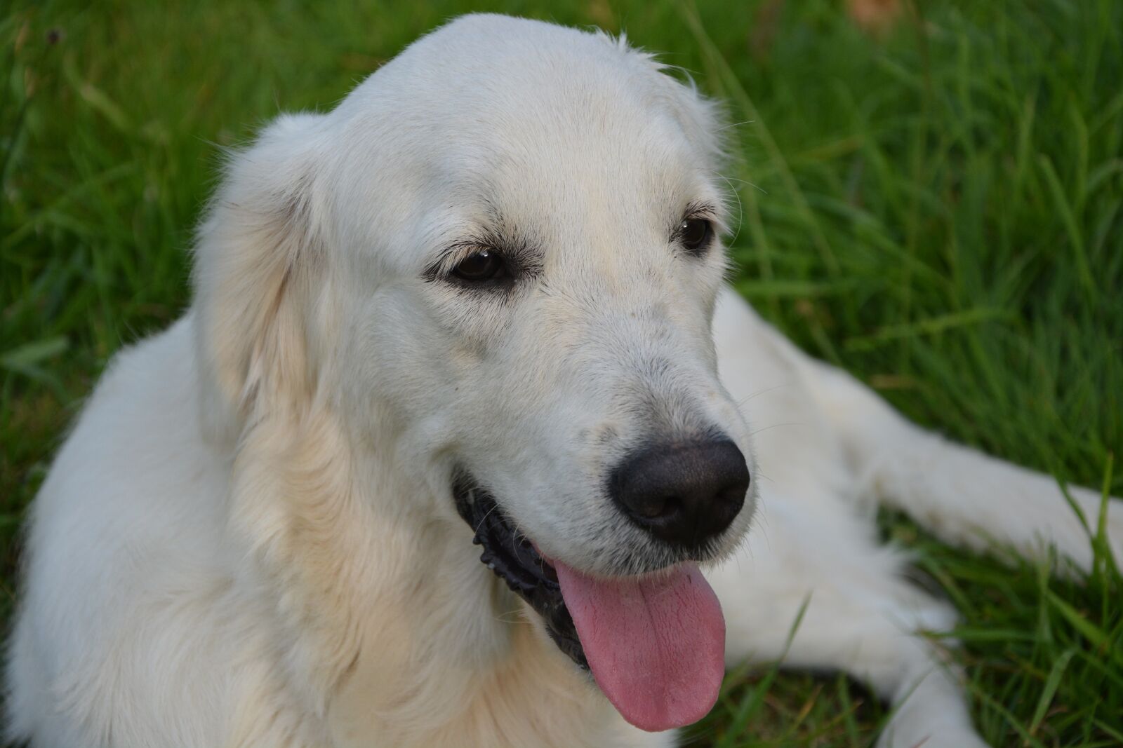 Nikon D5200 sample photo. Dog, golden retriever, sunset photography