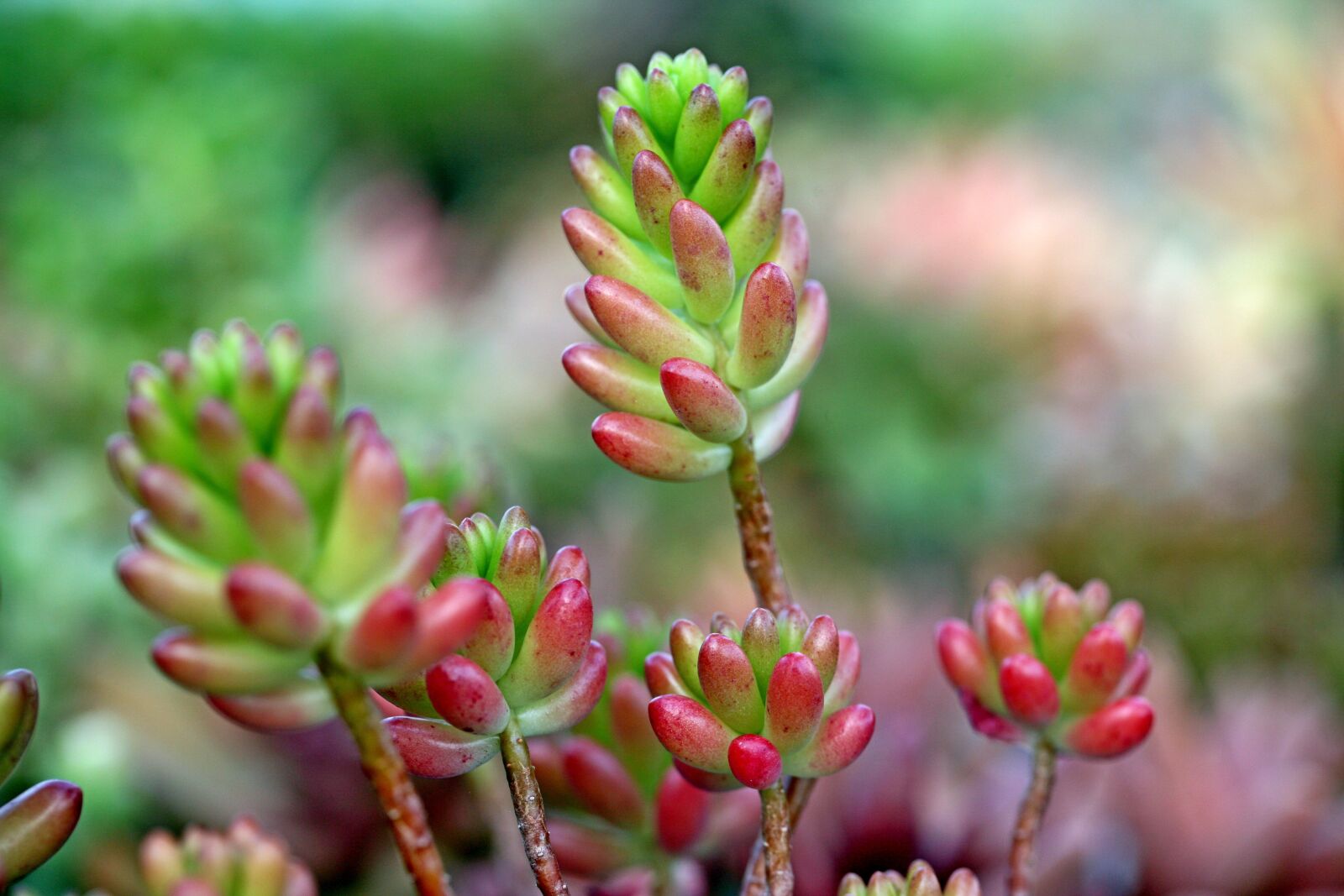 Canon EOS 5D sample photo. A fleshy plant, fleshy photography