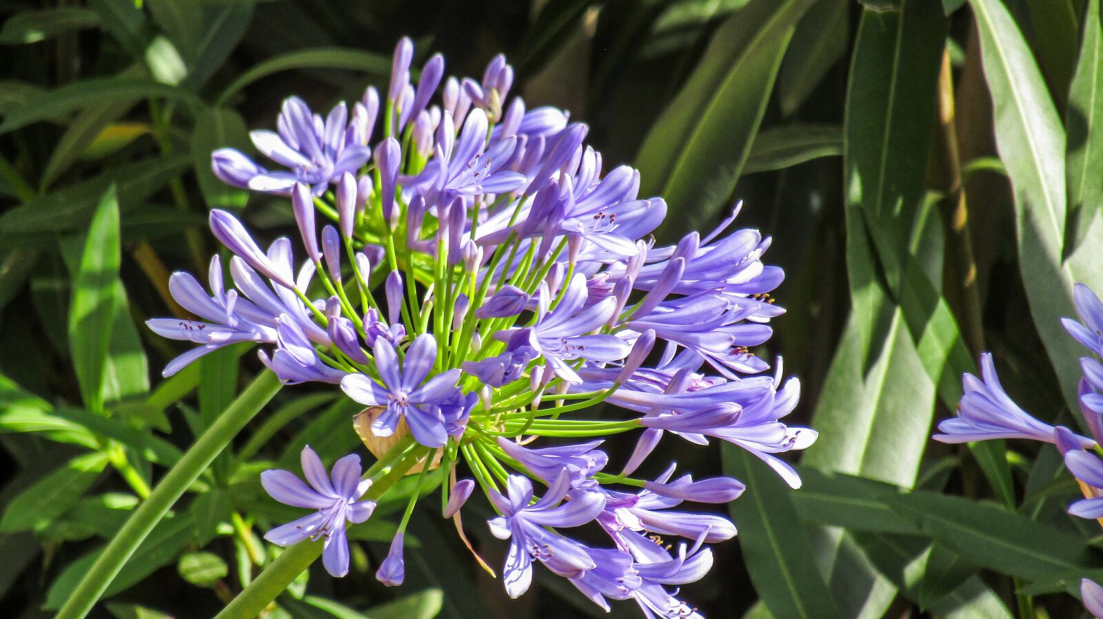 Canon PowerShot SX410 IS sample photo. Flowers, petals, summer photography