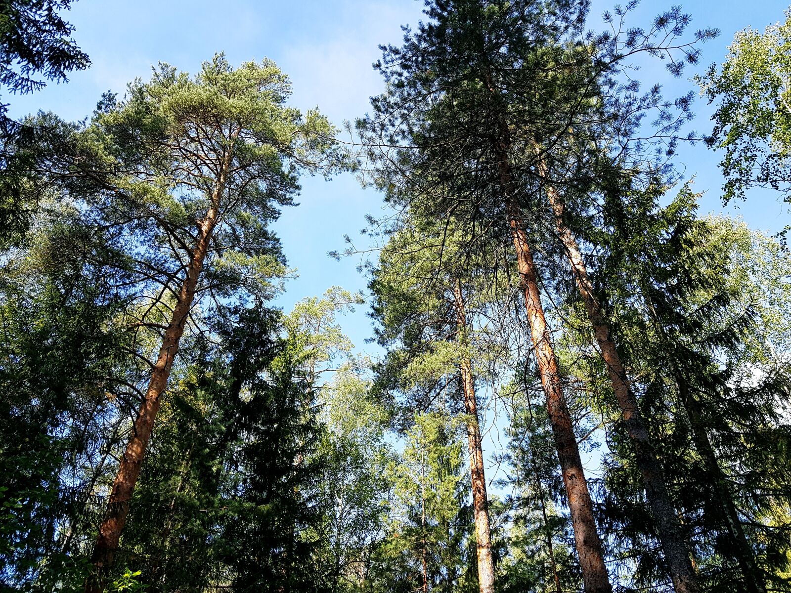 Samsung SM-G930F sample photo. Forest, pine, sky photography