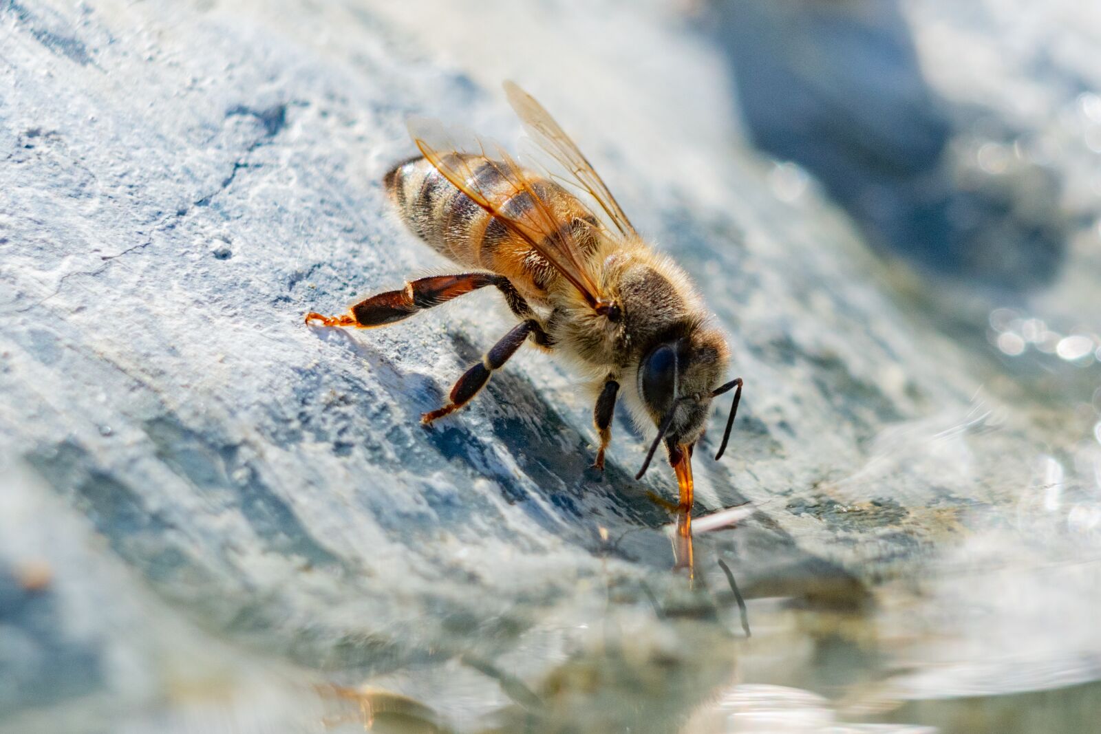 Nikon D3300 sample photo. Bee, water, macro photography