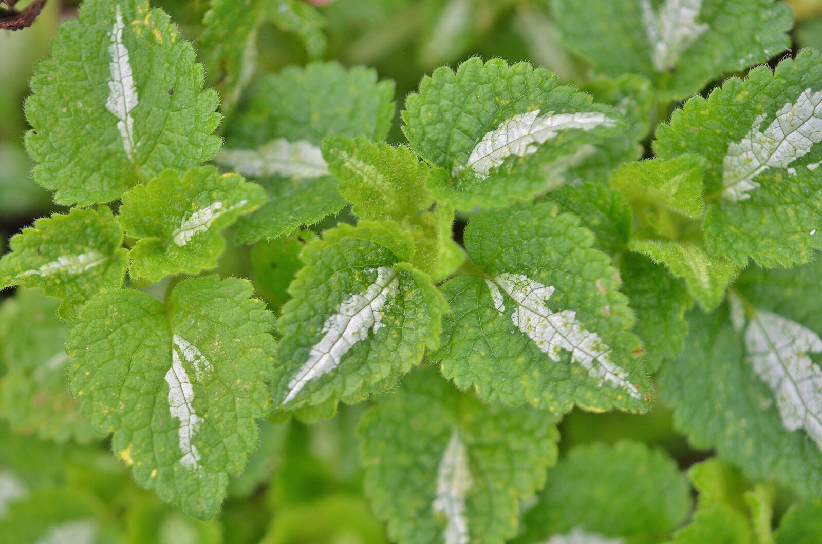 Nikon D7000 sample photo. Natur, leaf, natural photography