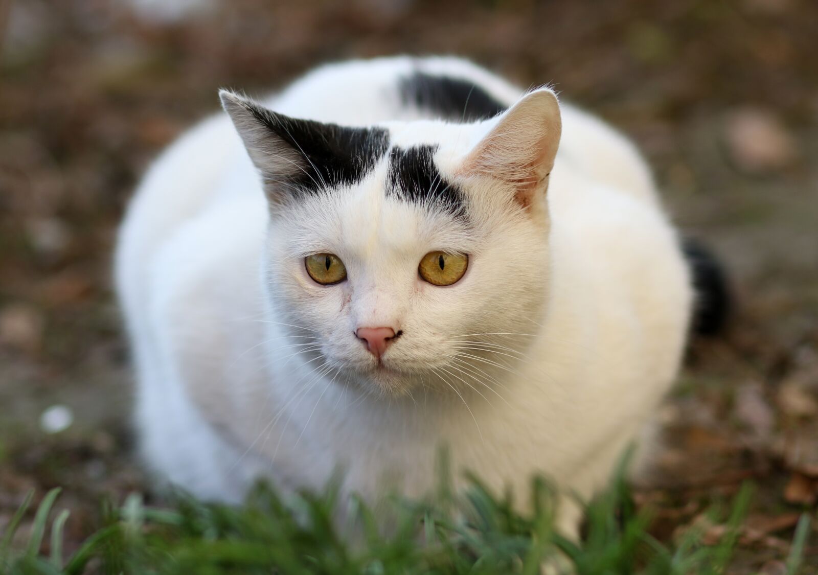 Canon EF 85mm F1.8 USM sample photo. Cat, white, black photography