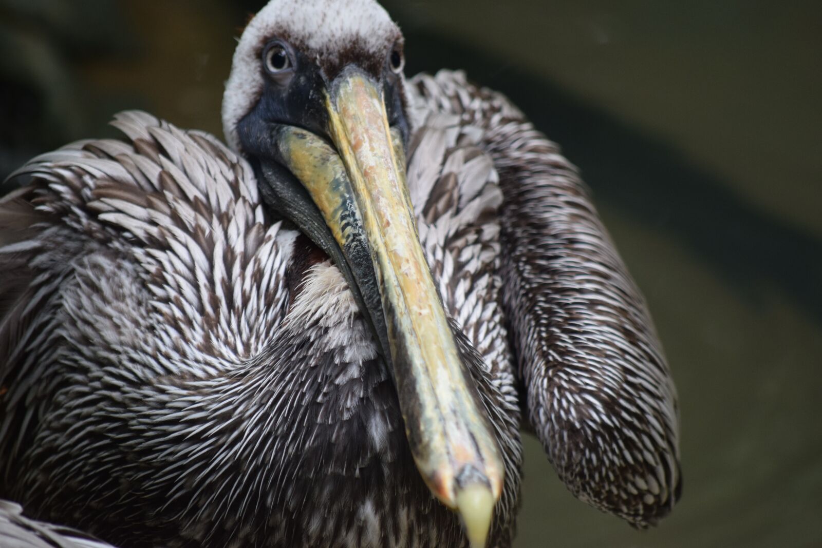 Nikon D3300 sample photo. Belize, pelican, wildlife photography