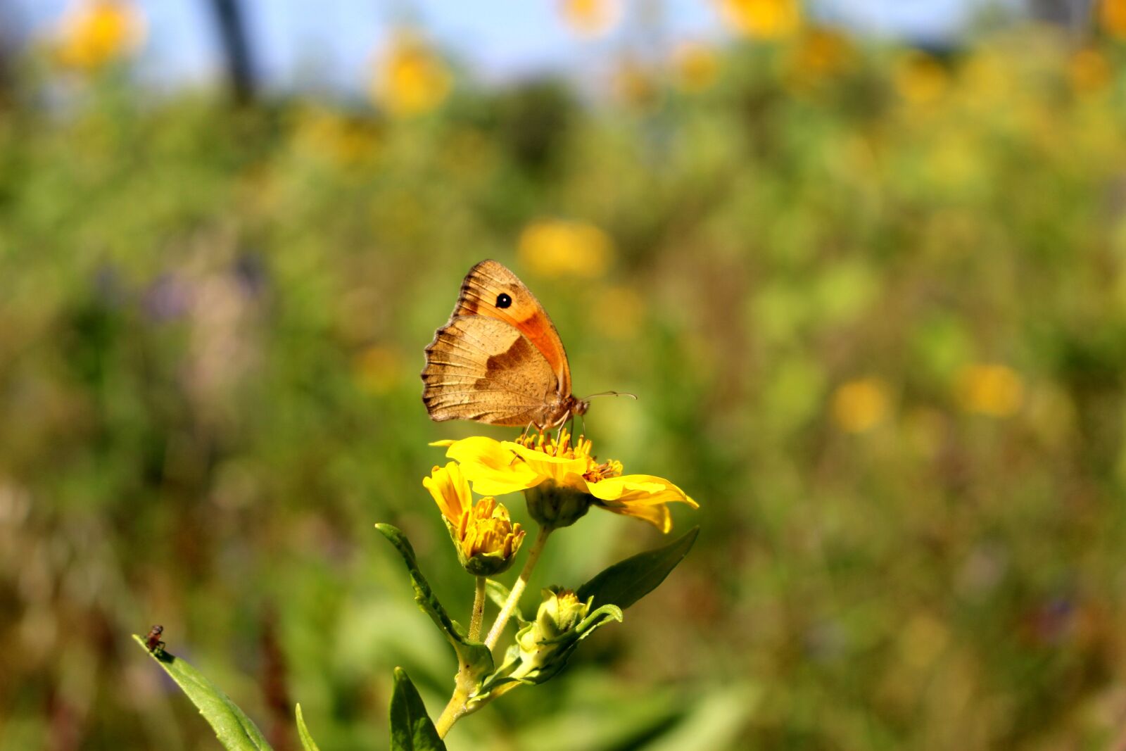 Canon EOS 100D (EOS Rebel SL1 / EOS Kiss X7) sample photo. Butterfly, flower, nature photography