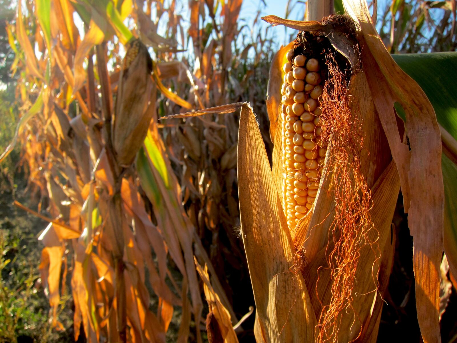 Canon PowerShot S95 sample photo. Corn, harvest autumn, agriculture photography