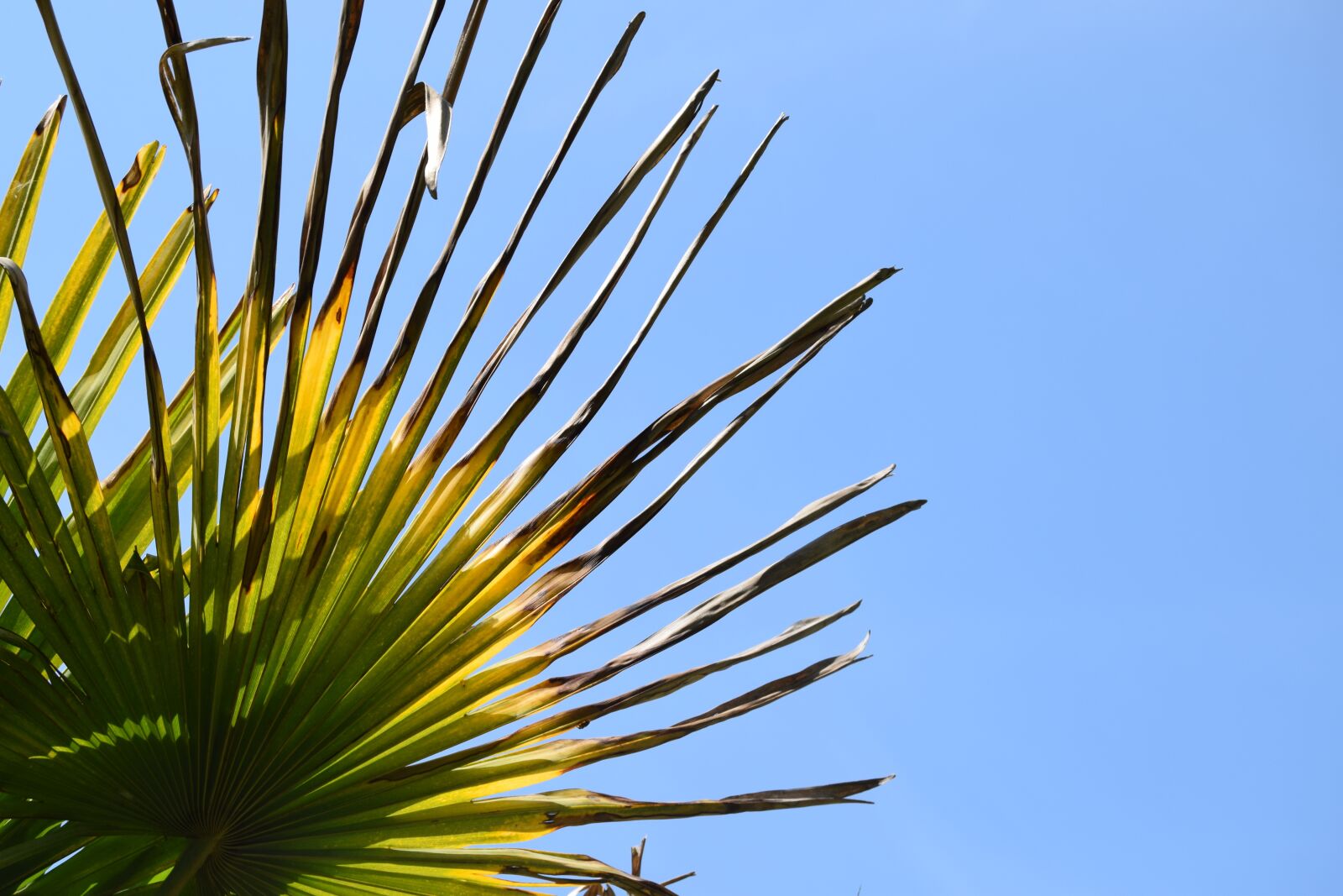 Nikon D3300 sample photo. Nature, plant, tree photography