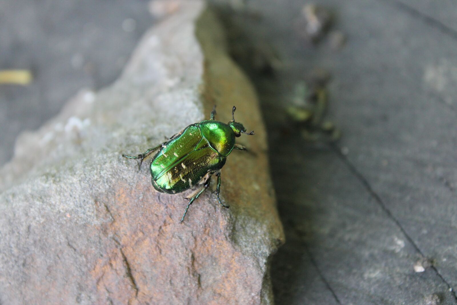 Canon EOS 1100D (EOS Rebel T3 / EOS Kiss X50) sample photo. Summer, insects, beetle photography