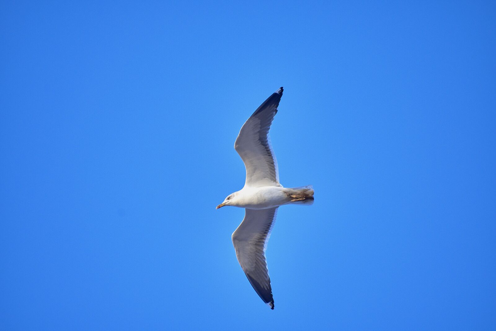 Nikon D7200 sample photo. Seagull, ave, wings photography