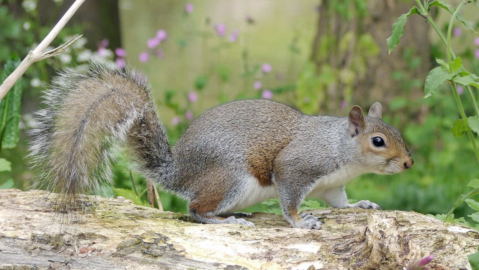 Panasonic Lumix DMC-G5 sample photo. Mammal, nature, squirrel photography