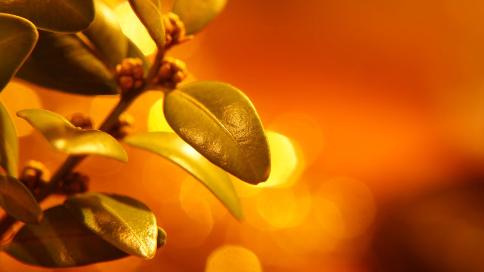 Sony Alpha a3000 sample photo. Nature, plant, foliage photography
