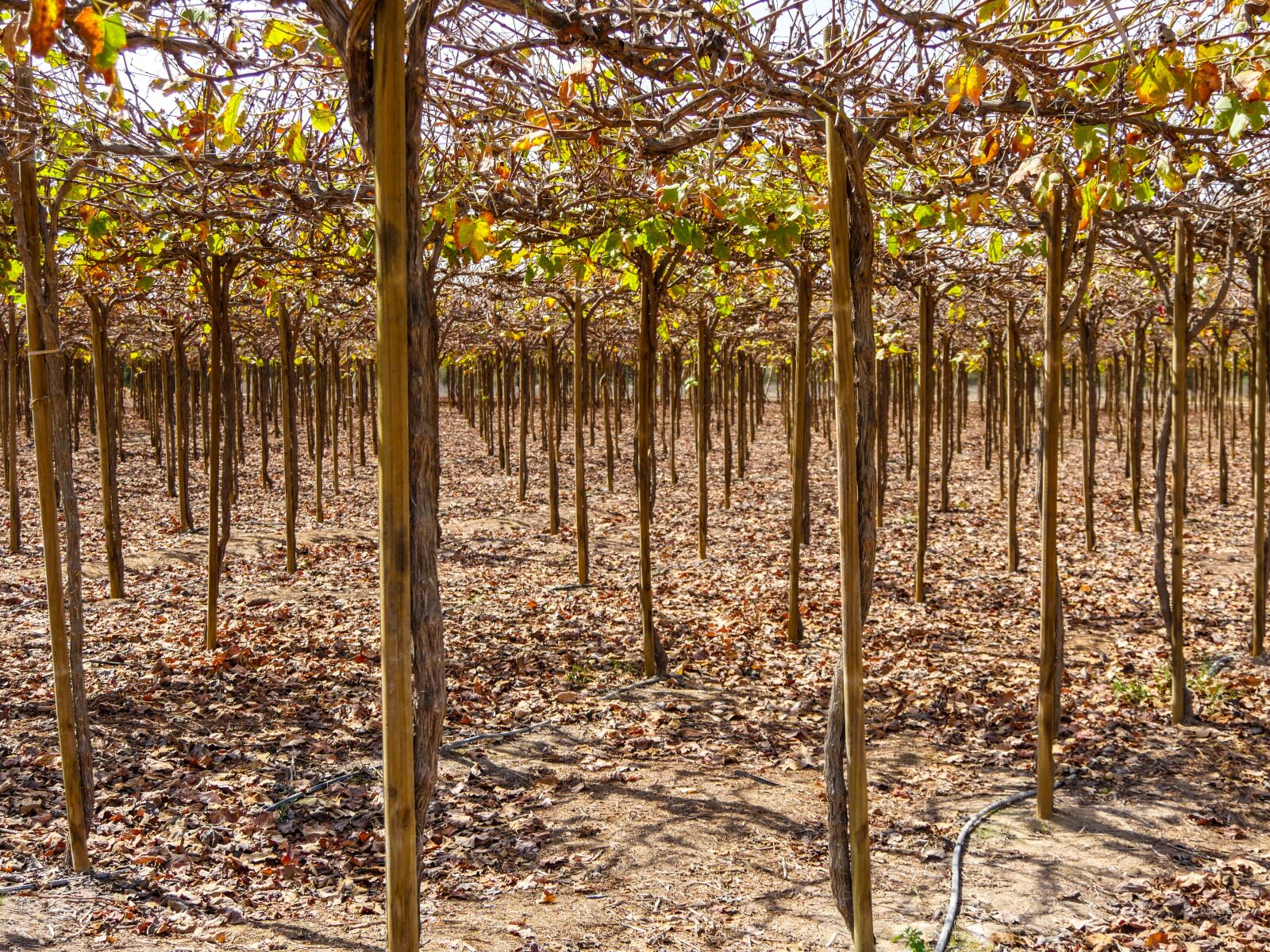 Panasonic Lumix DMC-GX8 + Panasonic Lumix G Vario 14-140mm F3.5-5.6 ASPH Power O.I.S sample photo. Winegrowing, vines, grapes photography