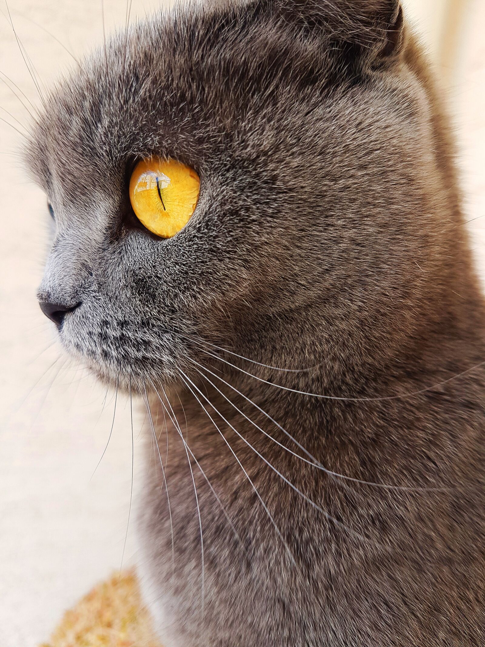 Samsung Galaxy S7 Edge sample photo. Cat, cat eyes, eye photography