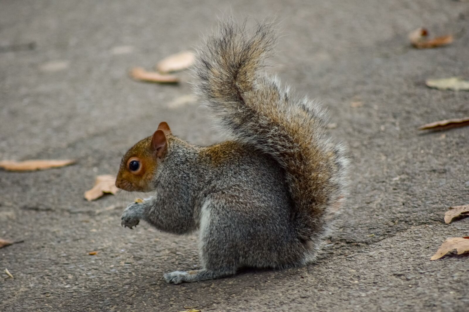Nikon D3300 sample photo. Squirrel, animal, rodent photography