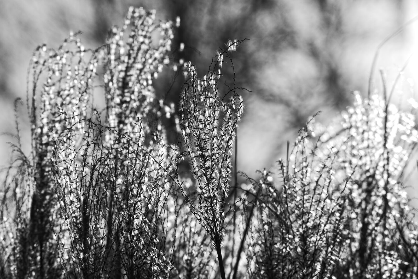 Nikon D750 sample photo. Pampas grass, plant, flower photography