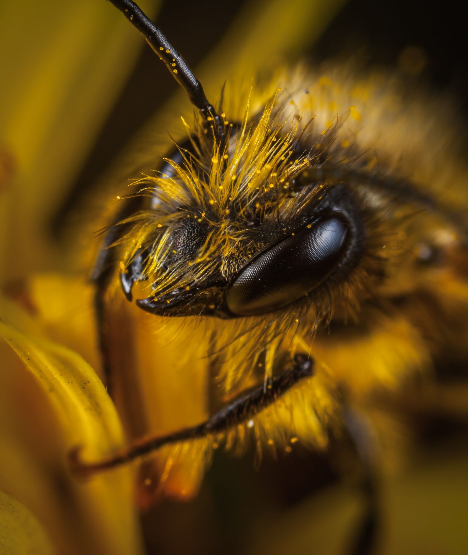 Canon EOS 5D Mark II sample photo. Insect, bee, macro photography