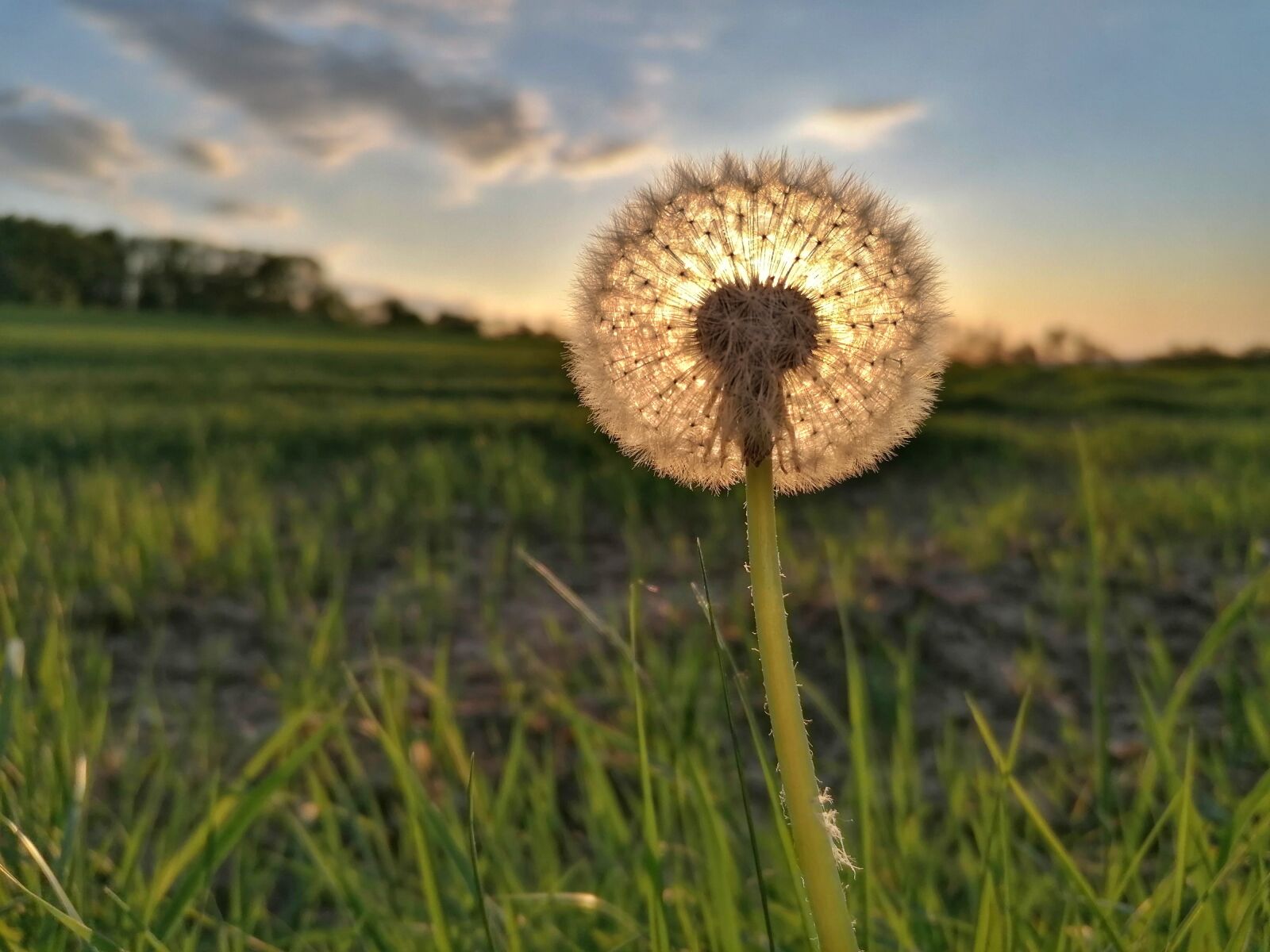 HUAWEI P30 LITE sample photo. Dandelion, blossom, bloom photography