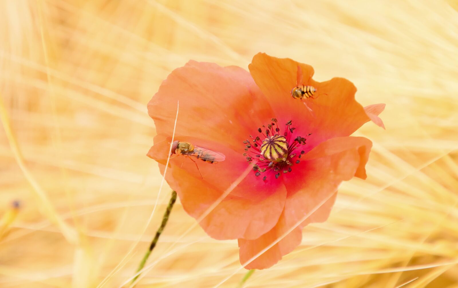 Canon EOS 70D sample photo. Poppy, flowers, insects photography